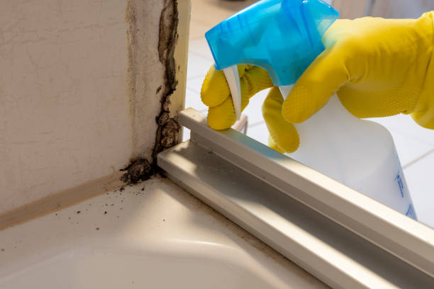 Best Bathroom Mold Remediation in Seymour, IN