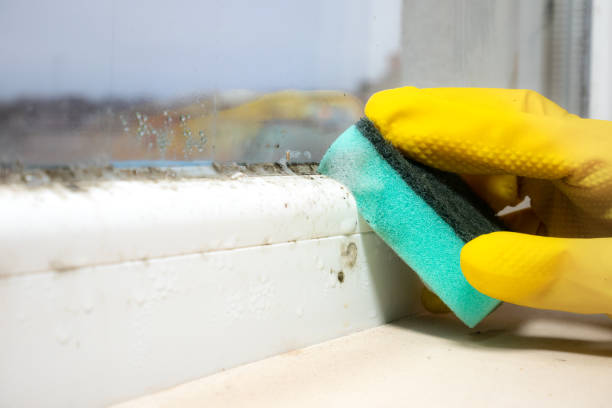 Best Black Mold Remediation in Seymour, IN