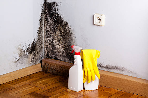 Best Crawl Space Mold Remediation in Seymour, IN